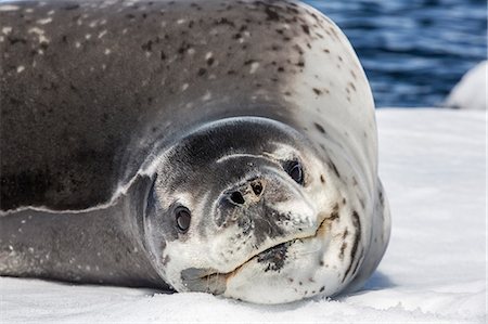 simsearch:841-07080741,k - Adult leopard seal (Hydrurga leptonyx), Booth Island, Antarctica, Southern Ocean, Polar Regions Photographie de stock - Rights-Managed, Code: 841-07080775