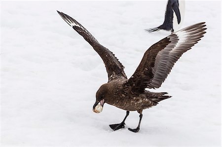 Adult Antarctic skua (Catharacta spp) steals a penguin egg from its parent, Aitcho Island, South Shetland Islands, Antarctica, Southern Ocean, Polar Regions Stock Photo - Rights-Managed, Code: 841-07080771