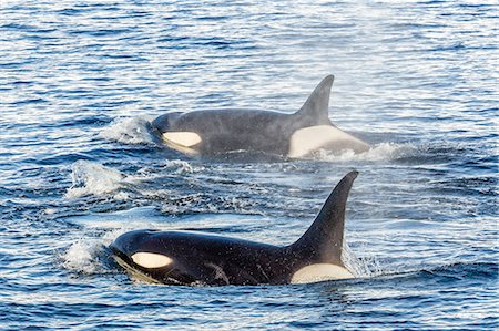 fins - Type A killer whales (Orcinus orca) travelling and socializing in Gerlache Strait near the Antarctic Peninsula, Southern Ocean, Polar Regions Stock Photo - Rights-Managed, Code: 841-07080785