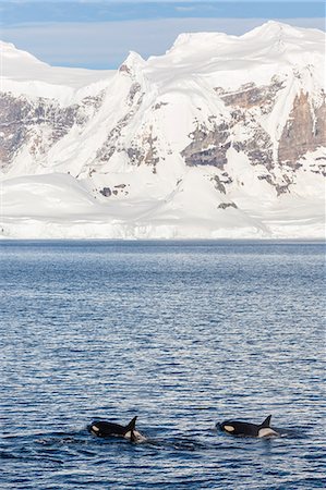 dorsal fin - Type A killer whales (Orcinus orca) travelling and socializing in Gerlache Strait near the Antarctic Peninsula, Southern Ocean, Polar Regions Foto de stock - Con derechos protegidos, Código: 841-07080786