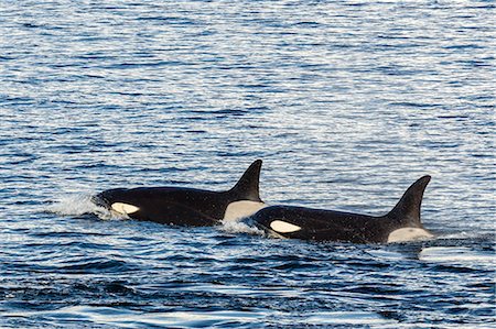 Type A killer whales (Orcinus orca) travelling and socializing in Gerlache Strait near the Antarctic Peninsula, Southern Ocean, Polar Regions Photographie de stock - Rights-Managed, Code: 841-07080783