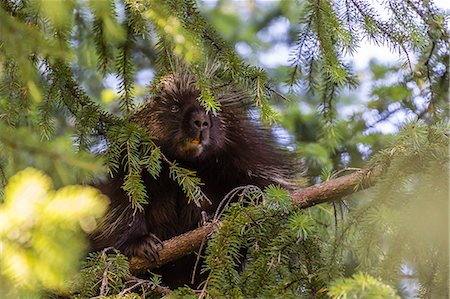 Adult porcupine (Erethizon dorsatum) foraging near Mendenhall Glacier, Southeast Alaska, United States of America, North America Photographie de stock - Rights-Managed, Code: 841-07080824