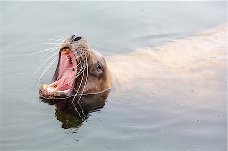 simsearch:841-09204041,k - Adult Northern (Steller) sea lion (Eumetopias jubatus) bull looking for fish scraps from fishermen in Petersburg, Southeastern Alaska, United States of America, North America Foto de stock - Con derechos protegidos, Código: 841-07080827