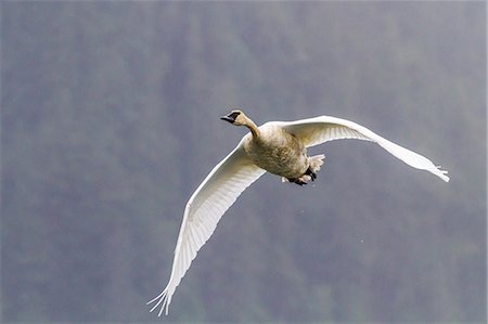 simsearch:841-07080891,k - Adult trumpeter swan (Cygnus buccinator) near LeConte Glacier outside Petersburg, Southeast Alaska, United States of America, North America Fotografie stock - Rights-Managed, Codice: 841-07080823