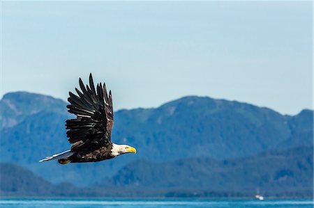 eagle not people - Adult bald eagle (Haliaeetus leucocephalus), Inian Pass, Southeast Alaska, United States of America, North America Stock Photo - Rights-Managed, Code: 841-07080837