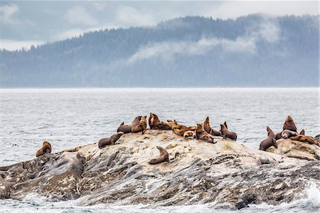 Northern (Steller) sea lions (Eumetopias jubatus), South Marble Island, Glacier Bay National Park, Southeastern Alaska, United States of America, North America Photographie de stock - Rights-Managed, Code: 841-07080830