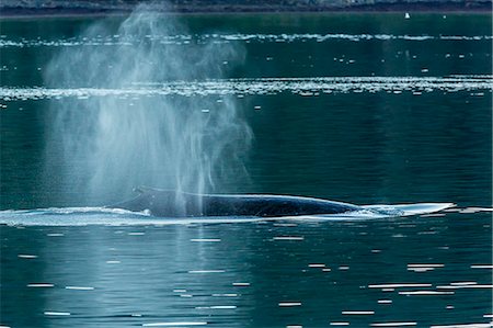 Adult humpback whale (Megaptera novaeangliae) flukes-up dive, Snow Pass, Southeast Alaska, United States of America, North America Stock Photo - Rights-Managed, Code: 841-07080848
