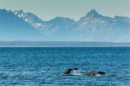 southeast alaska - Adult humpback whale (Megaptera novaeangliae) flukes-up dive, Snow Pass, Southeast Alaska, United States of America, North America Stock Photo - Rights-Managed, Code: 841-07080851