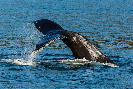 Adult humpback whale (Megaptera novaeangliae) flukes-up dive, Snow Pass, Southeast Alaska, United States of America, North America Foto de stock - Con derechos protegidos, Código: 841-07080852