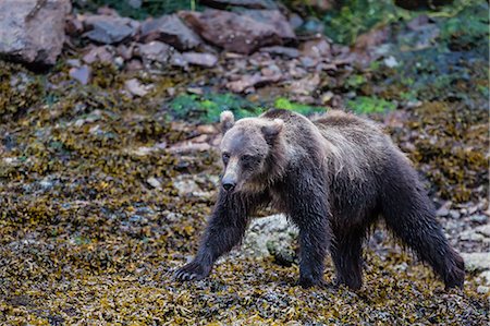 simsearch:841-03061576,k - Young brown bear (Ursus arctos) at low tide in Pavlof Harbour, Chichagof Island, Southeast Alaska, United States of America, North America Photographie de stock - Rights-Managed, Code: 841-07080863