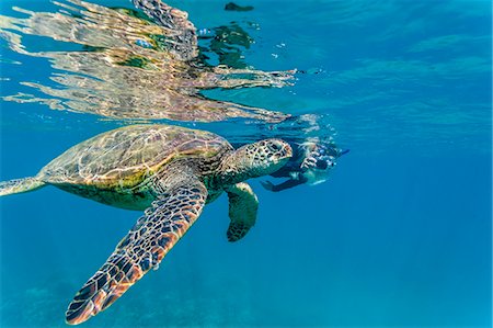 Green sea turtle (Chelonia mydas) underwater with snorkeler, Maui, Hawaii, United States of America, Pacific Stock Photo - Rights-Managed, Code: 841-07080877