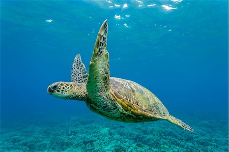 simsearch:841-07080889,k - Green sea turtle (Chelonia mydas) underwater, Maui, Hawaii, United States of America, Pacific Photographie de stock - Rights-Managed, Code: 841-07080885
