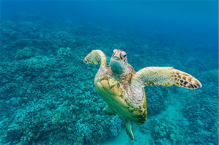 flora y fauna marina - Green sea turtle (Chelonia mydas) underwater, Maui, Hawaii, United States of America, Pacific Foto de stock - Con derechos protegidos, Código: 841-07080887