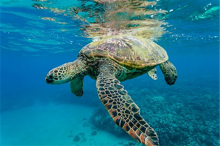 seabed - Green sea turtle (Chelonia mydas) underwater, Maui, Hawaii, United States of America, Pacific Stock Photo - Rights-Managed, Code: 841-07080882