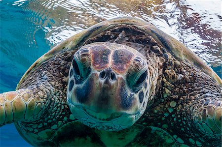 Green sea turtle (Chelonia mydas) underwater, Maui, Hawaii, United States of America, Pacific Stock Photo - Rights-Managed, Code: 841-07080883