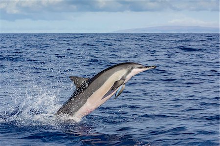 Hawaiian spinner dolphin (Stenella longirostris), AuAu Channel, Maui, Hawaii, United States of America, Pacific Foto de stock - Con derechos protegidos, Código: 841-07080894