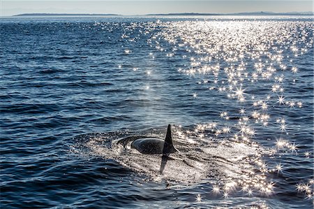 dorsale - Resident killer whale, Orcinus orca, Cattle Pass, San Juan Island, Washington, United States of America, North America Photographie de stock - Rights-Managed, Code: 841-07080908