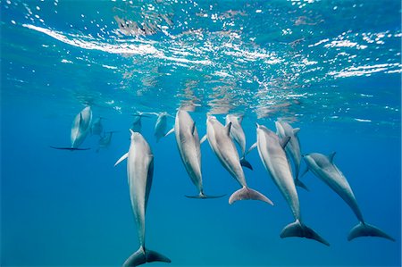 Hawaiian spinner dolphins (Stenella longirostris), AuAu Channel, Maui, Hawaii, United States of America, Pacific Photographie de stock - Rights-Managed, Code: 841-07080900