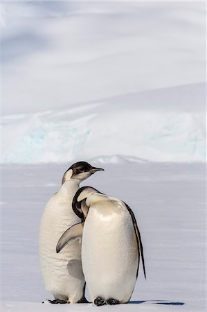 deux animaux - Recently fledged emperor penguins (Aptenodytes forsteri), Enterprise Islands, Antarctica, Southern Ocean, Polar Regions Photographie de stock - Rights-Managed, Code: 841-07080917