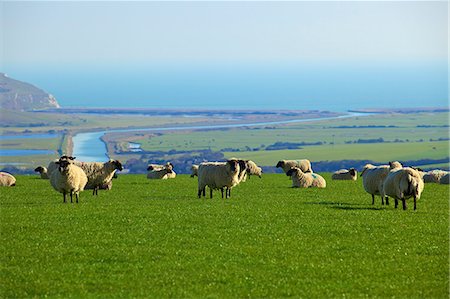 east sussex - Sheep with Cuckmere Haven in the background, East Sussex, England, United Kingdom, Europe Foto de stock - Con derechos protegidos, Código: 841-07081229