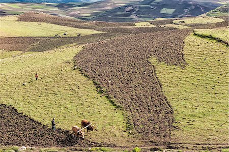 people farming africa - Farmer working his field, Simien Mountains National Park, UNESCO World Heritage Site, Amhara region, Ethiopia, Africa Stock Photo - Rights-Managed, Code: 841-07081393