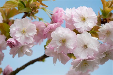 Cherry blossom (Prunus Matsumae Hanagurama) in Kew Gardens, London, England, United Kingdom, Europe Stock Photo - Rights-Managed, Code: 841-07081465