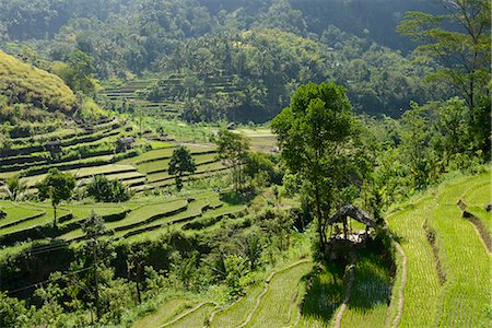 Rice fields, Karangasem, Bali, Indonesia, Southeast Asia, Asia Stock Photo - Rights-Managed, Code: 841-07081496