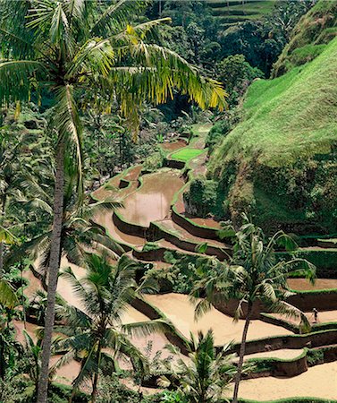 Terraced rice fields in Bali, Indonesia, Southeast Asia, Asia Stock Photo - Rights-Managed, Code: 841-07081504