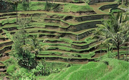 Terraced rice fields at Tegalagang, Bali, Indonesia, Southeast Asia, Asia Foto de stock - Con derechos protegidos, Código: 841-07081506