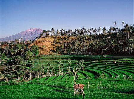 paddy cultivation - Rice fields and volcano, Amlapura, Bali, Indonesia, Southeast Asia, Asia Stock Photo - Rights-Managed, Code: 841-07081502