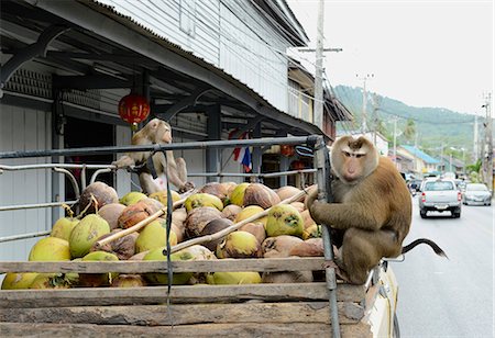 simsearch:841-07081527,k - Macaque monkeys trained to collect coconuts in Ko Samui, Thailand, Southeast Asia, Asia Stockbilder - Lizenzpflichtiges, Bildnummer: 841-07081530