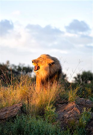 safari animal - Male lion bathed in evening light and roaring, Amani Lodge, near Windhoek, Namibia, Africa Stock Photo - Rights-Managed, Code: 841-07081686