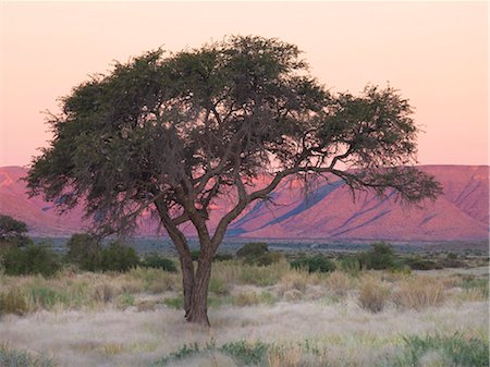 sesriem - Camelthorn tree against sandstone mountains lit by the last rays of light from the setting sun, near Sesriem, Namib Desert, Namib Naukluft Park, Namibia, Africa Foto de stock - Con derechos protegidos, Código: 841-07081705