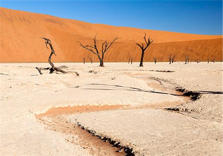 simsearch:841-07081710,k - Dried mud pan with ancient camelthorn trees and orange sand dunes in the distance, Dead Vlei, Namib Desert, Namib Naukluft Park, Namibia, Africa Foto de stock - Direito Controlado, Número: 841-07081706