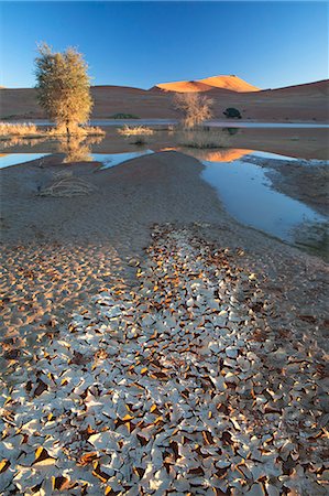désert de namibie - Dunes reflecting in the flooded pan of Sossusvlei caused by rare heavy rainfall, with dried mud in the foreground as the water evaporates, Namib Desert near Sesriem, Namib Naukluft Park, Namibia, Africa Photographie de stock - Rights-Managed, Code: 841-07081701