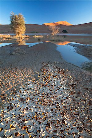 sesriem - Dunes reflecting in the flooded pan of Sossusvlei caused by rare heavy rainfall, with dried mud in the foreground as the water evaporates, Namib Desert near Sesriem, Namib Naukluft Park, Namibia, Africa Foto de stock - Con derechos protegidos, Código: 841-07081701