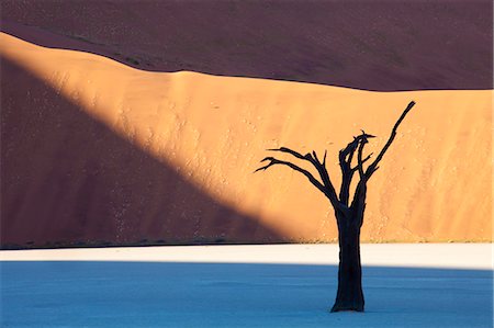 simsearch:879-09189796,k - Dead camelthorn tree said to be centuries old in silhouette against towering orange sand dunes bathed in evening light at Dead Vlei, Namib Desert, Namib Naukluft Park, Namibia, Africa Photographie de stock - Rights-Managed, Code: 841-07081715