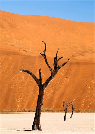 simsearch:841-07081690,k - Dead camelthorn trees said to be centuries old against towering orange sand dunes bathed in evening light at Dead Vlei, Namib Desert, Namib Naukluft Park, Namibia, Africa Foto de stock - Con derechos protegidos, Código: 841-07081710