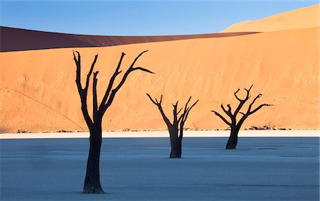 simsearch:841-09194628,k - Dead camelthorn trees said to be centuries old in silhouette against towering orange sand dunes bathed in morning light at Dead Vlei, Namib Desert, Namib Naukluft Park, Namibia, Africa Stock Photo - Rights-Managed, Code: 841-07081711