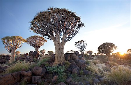 quiver tree - Quiver trees (Aloe Dichotoma), also referred to as Kokerboom, in the Quivertree Forest on Farm Gariganus near Keetmanshopp, Namibia, Africa Foto de stock - Con derechos protegidos, Código: 841-07081774