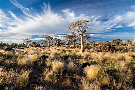 Quiver trees (Aloe Dichotoma), also referred to as Kokerboom, in the Quivertree Forest on Farm Gariganus near Keetmanshopp, Namibia, Africa Stock Photo - Rights-Managed, Code: 841-07081777