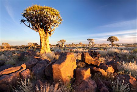 Quiver trees (Aloe Dichotoma), also referred to as Kokerboom, in the Quivertree Forest on Farm Gariganus near Keetmanshopp, Namibia, Africa Photographie de stock - Rights-Managed, Code: 841-07081771