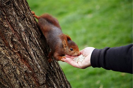 Feeding red squirrel in Parque del Retiro, Madrid, Spain, Europe Photographie de stock - Rights-Managed, Code: 841-07081928