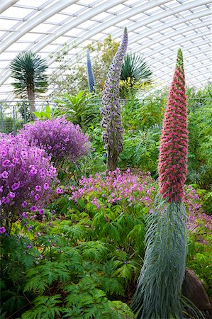 simsearch:841-07913667,k - National Botanic Garden of Wales, Llanarthne, Carmarthenshire, Wales, United Kingdom, Europe Photographie de stock - Rights-Managed, Code: 841-07081960