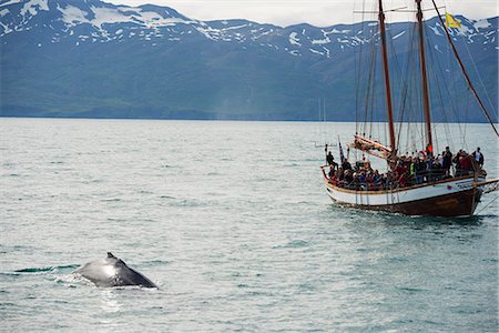 Whale watching tour, Husavik, Northern Region, Iceland, Polar Regions Stock Photo - Rights-Managed, Code: 841-07082251