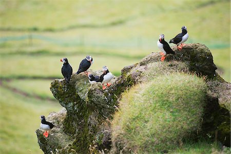 Puffin (Fratercula arctica), Heimaey Island, Vestmannaeyjar, volcanic Westman Islands, Iceland, Polar Regions Photographie de stock - Rights-Managed, Code: 841-07082281