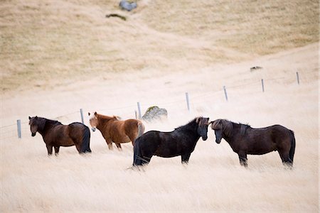 simsearch:400-04489243,k - Icelandic horses, Iceland, Polar Regions Photographie de stock - Rights-Managed, Code: 841-07082306