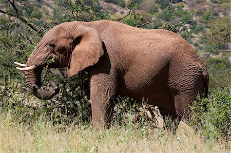 samburu national reserve - African elephant (Loxodonta africana), Samburu National Reserve, Kenya, East Africa, Africa Photographie de stock - Rights-Managed, Code: 841-07082354