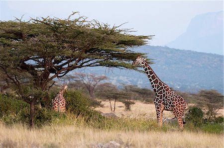 Masai giraffe (Giraffa camelopardalis), Samburu National Reserve, Kenya, East Africa, Africa Photographie de stock - Rights-Managed, Code: 841-07082355