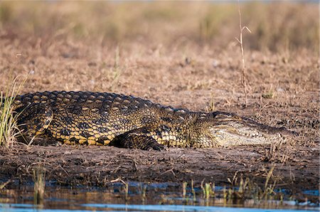 parque nacional chobe - Nile crocodile (Crocodylus niloticus), Chobe National Park, Botswana, Africa Foto de stock - Con derechos protegidos, Código: 841-07082364